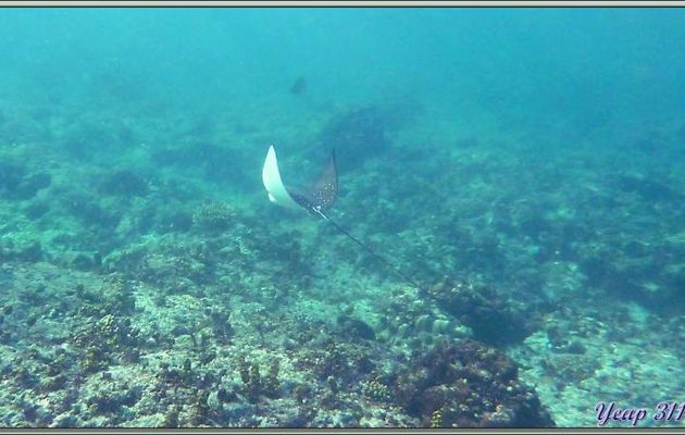 Raie aigle ou léopard (Aetobatus narinari) - Anse Takamaka - Mahé - Seychelles