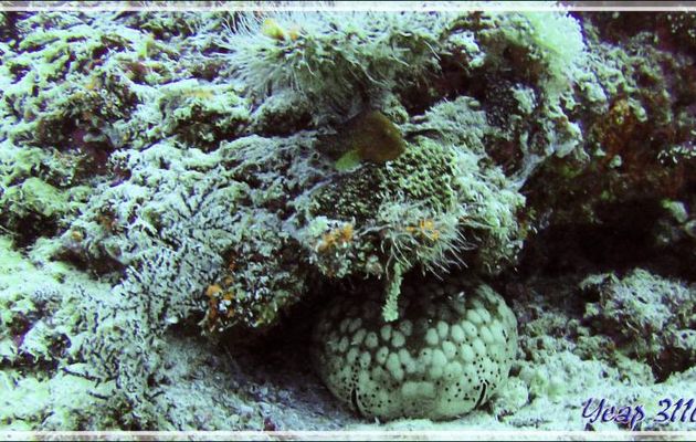 Etoile de mer «  coussin de requin » (Culcita schmideliana) - Kuda Miaru Thila - Atoll d'Ari - Maldives