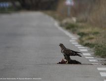 Buse variable