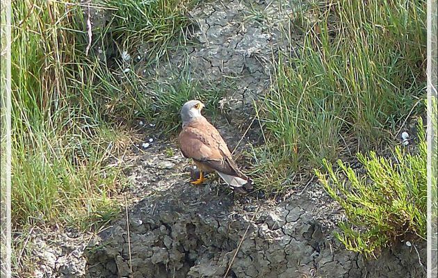 Faucon crécerelle, Common Kestrel (Falco tinnunculus) - Ars-en Ré - Île de Ré - 17