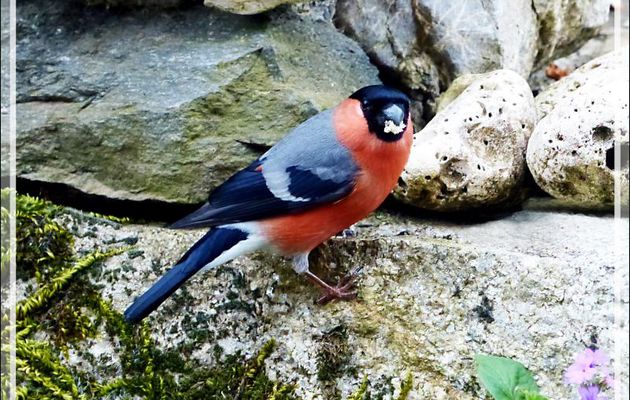 Bouvreuil pivoine mâle,  Eurasian Bullfinch (Pyrrhula pyrrhula) - Lartigau - Milhas - 31