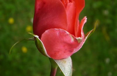 jolie rose et récolte au jardin