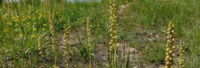 Orchis anthropophora  -    orchis homme pendu