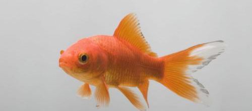 Fonds de tiroir - Les mémoires d’un poisson rouge
