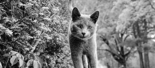 Chat Loco