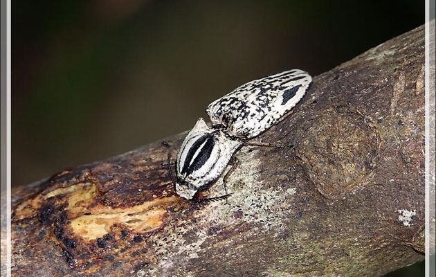 Promenade dans la forêt de Nosy Sakatia : Taupin de Madagascar, Taupin cyclope, Cicadelle à un œil (Lycoreus corpulentus) - Madagascar
