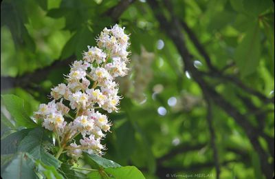 Rambouillet : Fleurs de marronnier