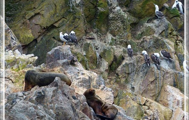 Lions de mer, fous variés, goéland dominicain - Iles Ballestas - Pérou