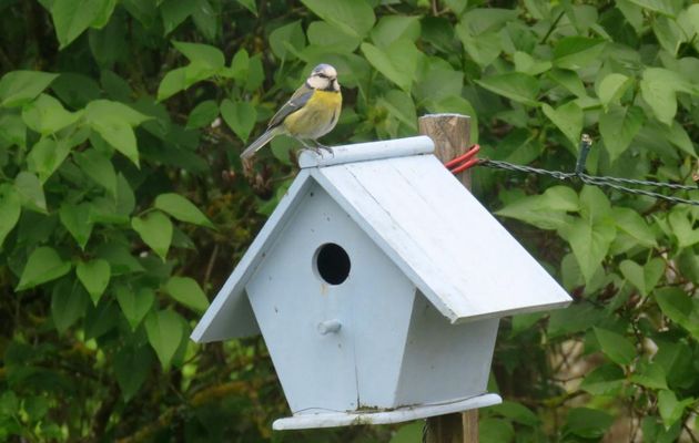 une mésange qui ...