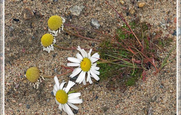 Marguerite arctique, Arctic daisy, Entire-leaved daisy (Arctanthemum integrifolium) - Pond Inlet - Baffin Island - Nunavut - Canada
