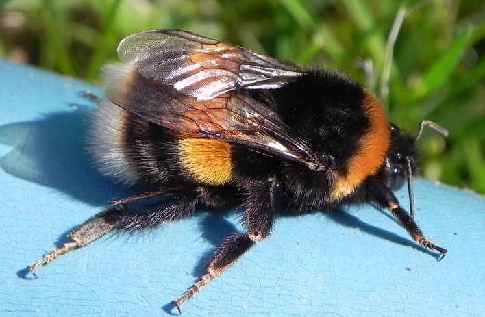 Le bourdon dans mon jardin !
