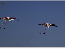 Flamants roses - Phoenicopterus roseus