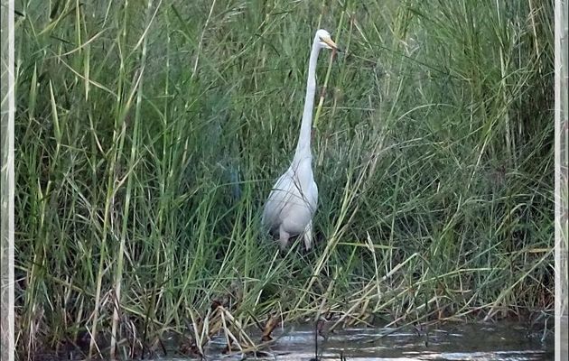 Grande Aigrette, Great Egret (Ardea alba) - Fleuve Zambèze - Zimbabwe