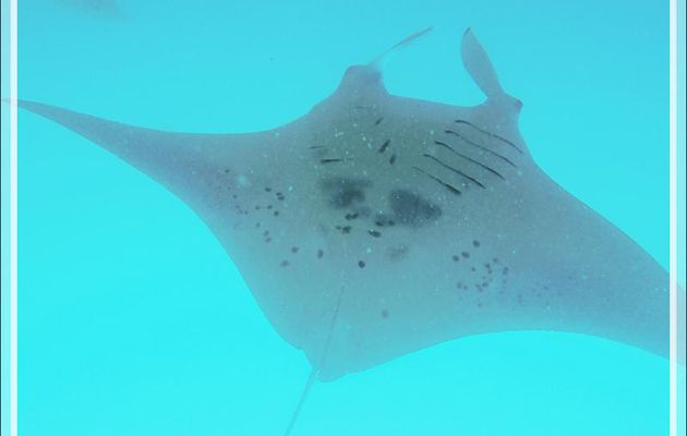 Raie manta d'Alfred, Manta de récif, Diable de mer, Manta ray, Alfred manta, Prince Alfred's ray, Coastal manta ray (Manta alfredi) - Moofushi - Atoll d'Ari - Maldives
