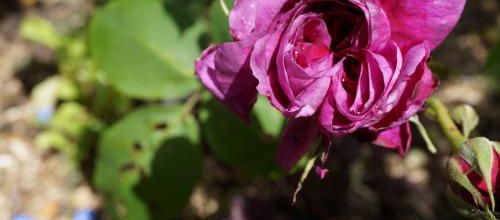 Un instant au jardin : le réveil d'une reine