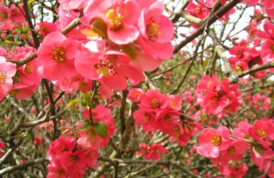 Printemps