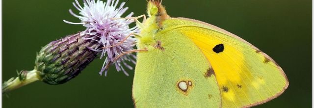 Souci (4) - Colias crocea