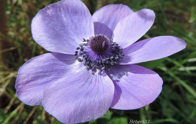 fleurs du jardin en macro