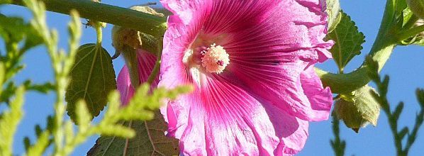 En rose ...