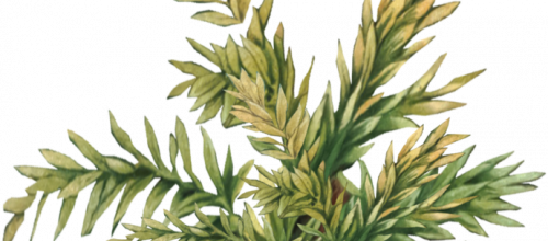 Ѽ Vegetation 