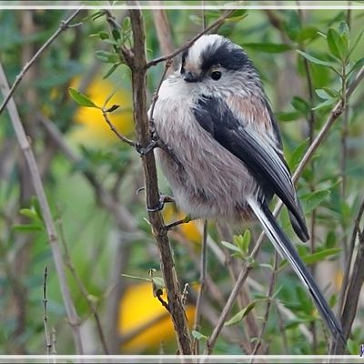 Quelques oiseaux devant notre porte fenêtre : Orite, Mésange bleue, Mésange huppée, Mésange nonnette, Bouvreuil mâle - Lartigau - Milhas - 31