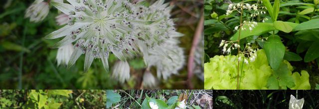 Plantes hélas décédées