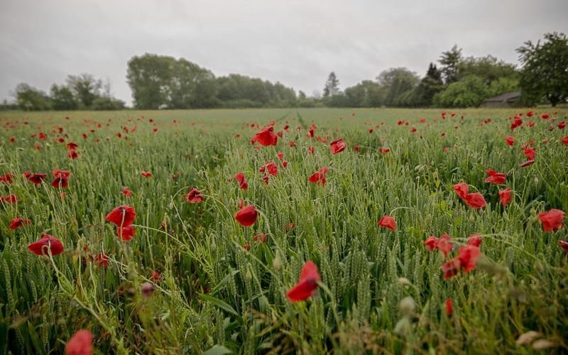 Les coquelicots s'enrhument