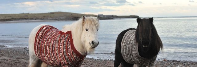 L'Ecosse engage des poneys en cardigan pour promouvoir le tourisme