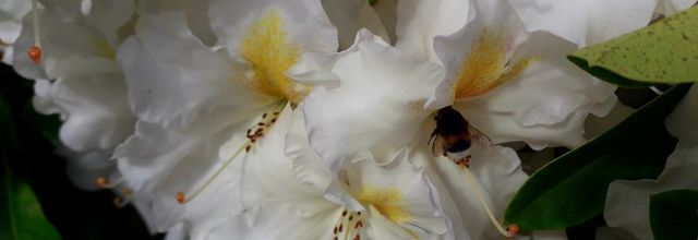  les pollinisateurs  (nature )