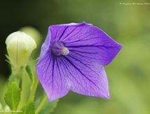 Platycodon