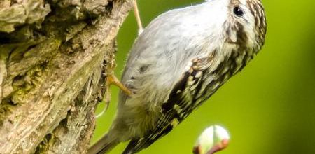 Écouter pour découvrir les oiseaux à Guéret