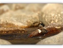 Les Cincles plongeurs des Cévennes