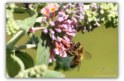 Au sujet des Abeilles... 