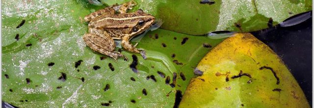 Grenouille Pelophylax (1)