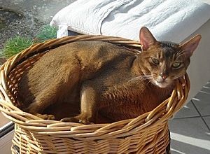 Le chat dans la neige :