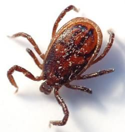 La maladie de Lyme