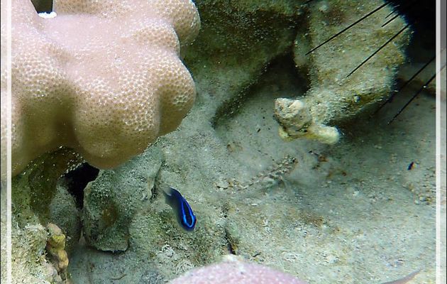Demoiselle de Brownrigg, Surge damselfish (Chrysiptera brownriggii) et un gobie en tenue de camouflage - Jardin de Corail - Motu Tautau - Taha'a - Polynésie française