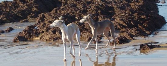A la pêche aux moules