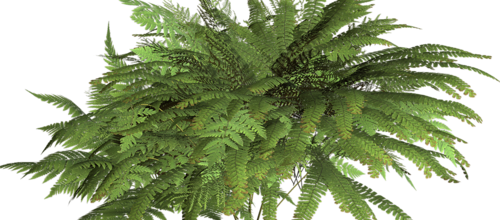 Ѽ Vegetation 
