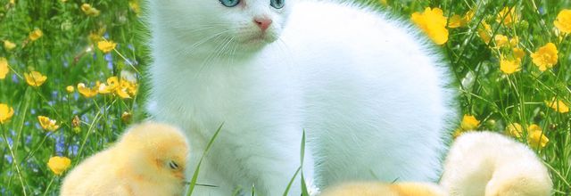 Attention aux empoisonnements des chats et chiens