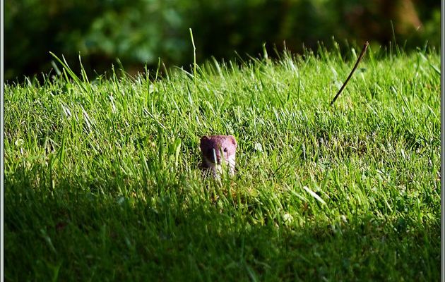 Belette (Mustela nivalis) sortant son nez d'un trou de campagnol - Lartigau - Milhas - 31