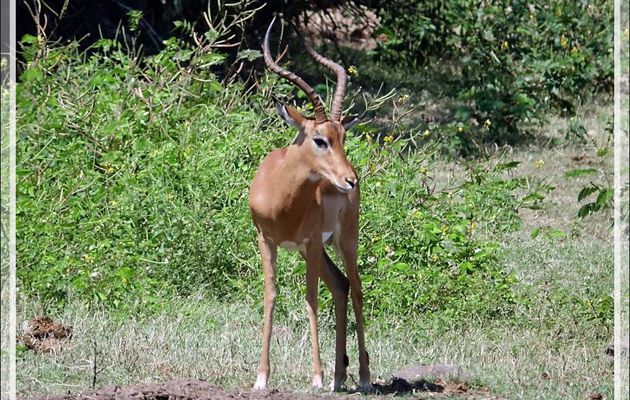 Impala (Aepyceros melampus) mâle recto et verso - Safari nautique - Parc National de Chobe - Botswana