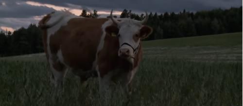  « Mon bœuf, ma liberté » ou l’incroyable histoire d’amour entre un homme et un bœuf