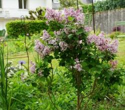 Syringa 'Josée'