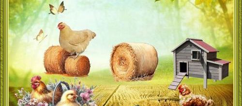La ferme .