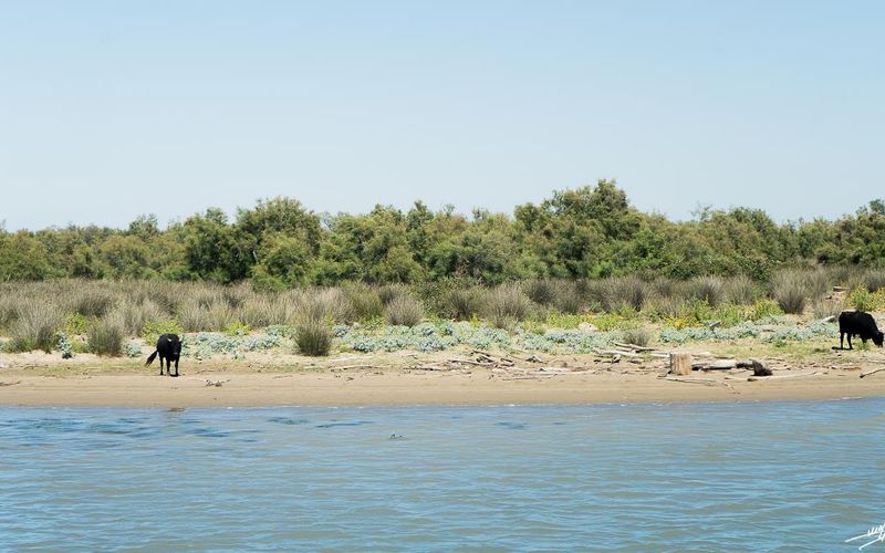 OC 2021 : Saintes Maries de la Mer : loin de la foule. (2)