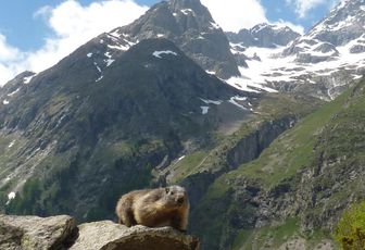 les Marmottes par Lili 