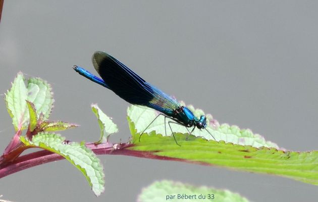 une libellule - la demoiselle bleue