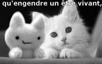 Opter pour une peluche !