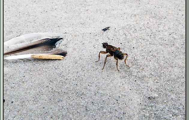 Mouche sans ailes - Saunders Island - Falkland Islands, Iles Malouines, Islas Malvinas